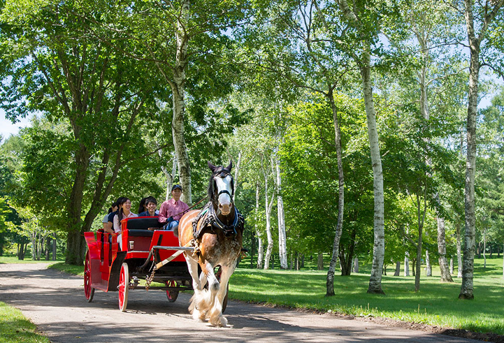 【Valid for one-time use during the period】Northern Horse Park | Admission