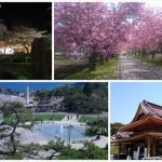 在函馆享受日本黄金周花季 —函馆市4大赏樱景点！