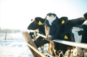 北海道根室与钏路地区牧场——6种美味牛奶大推荐