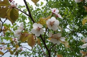 全日本最慢？7月才绽放的樱花—罗臼湖徒步游记