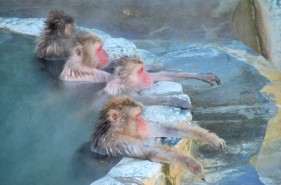 Hakodate Tropical Botanical Garden | A popular travel spot where you can see Japanese macaques at the hot spring