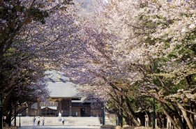 7 great places for cherry blossoms in Sapporo City