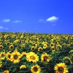 5 recommended sunflower fields in Hokkaido!