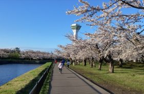 Hakodate in spring: the 4 best cherry blossom viewing spots in Hakodate!