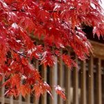 하코다테(函館)와 그 주변 가을을 만끽할 수 있는 추천 단풍 명소 5선!