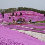 핑크빛 융단에 감동의 물결! 「히가시모코토 시바자쿠라 공원」을 즐기는 법