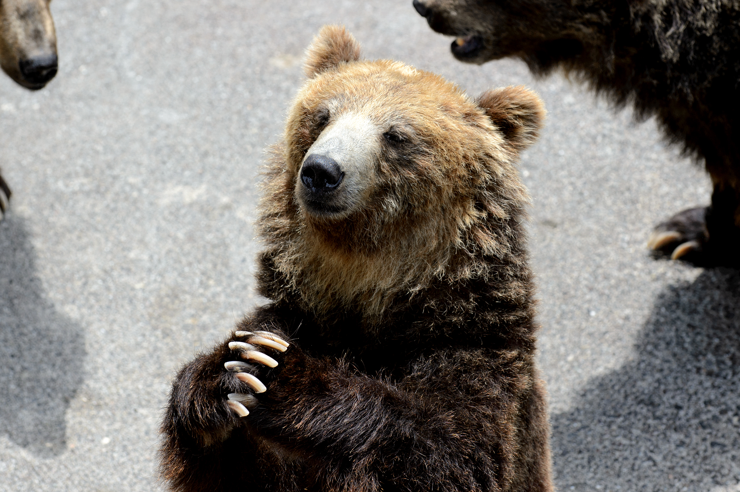 【Valid for one-time use during the period】Showa Shinzan Bear Ranch | Admission