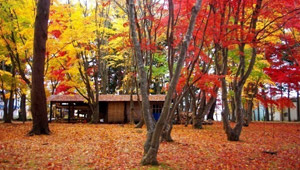 函館とその周辺の秋を満喫！おすすめの紅葉スポット5選