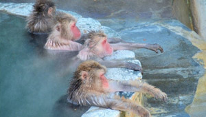 北海道の「お猿の温泉」はココ♪函館市熱帯植物園の魅力！