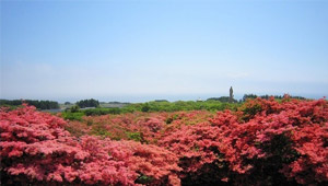 桜だけじゃない！函館・道南の春を彩る花々５スポット