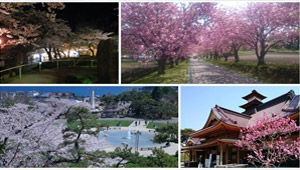 ゴールデンウィークは函館で花見♪函館市内の桜の名所4選！