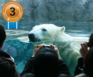 人気スポットを効率よくめぐる！旭山動物園と青い池・ファーム富田・四季彩の丘