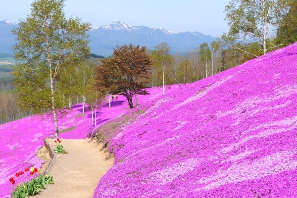 札幌発 花の競演 滝上芝桜と上湧別チューリップ公園お花見ツアー