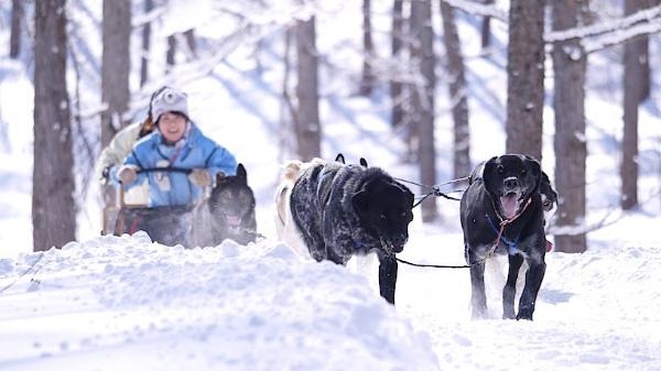 furano-winter-play-dog-sleighs-02_r