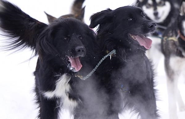 furano-winter-play-dog-sleighs-30_r