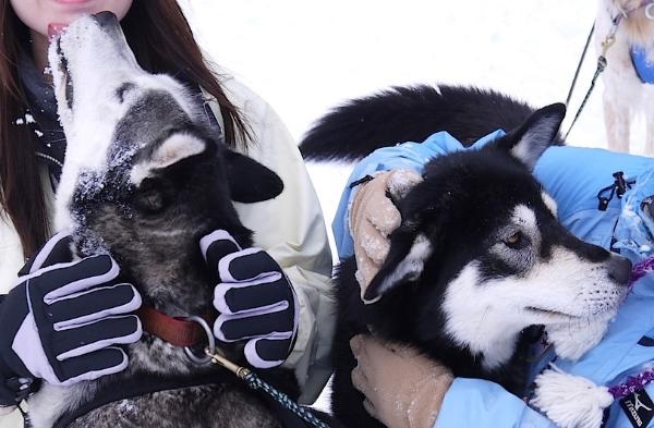 furano-winter-play-dog-sleighs-31_r