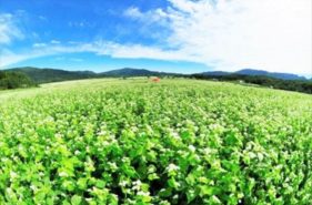 食慾之秋的「新蕎麥」季節到來！北海道蕎麥產地&當地蕎麥麵