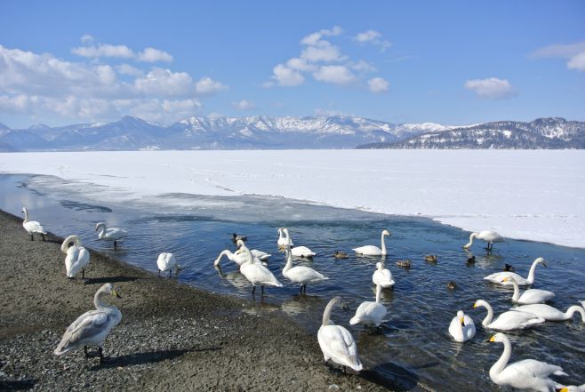 Lake Kussharo sunayu swan