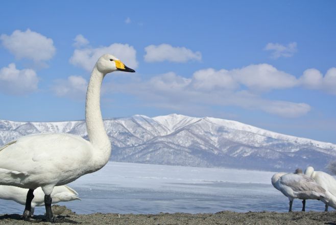Lake Kussharo's swan