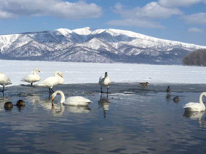 Lake Kussharo's swan