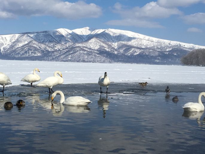 屈斜路湖の白鳥