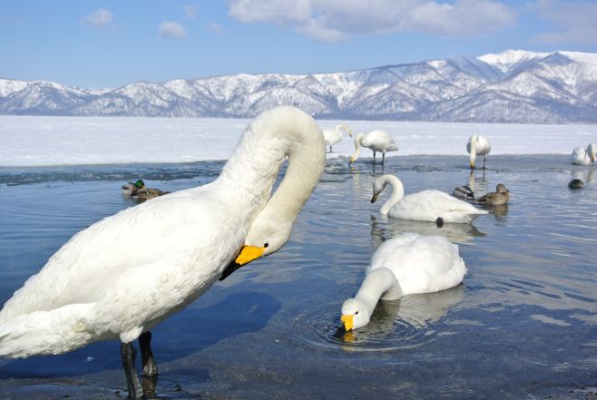 屈斜路湖の白鳥