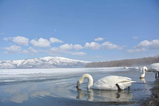 Lake kyssharo's swan