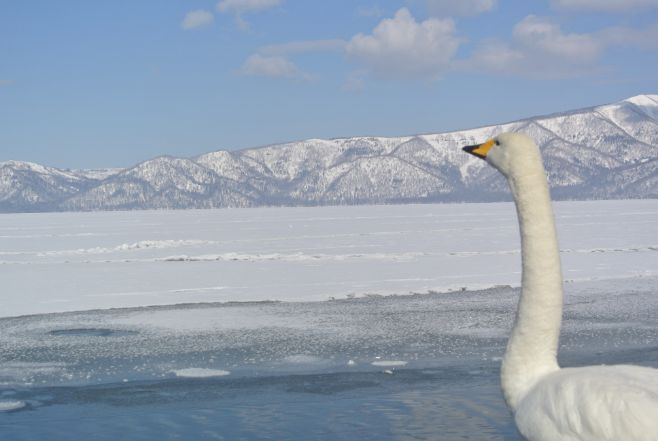 凍結した屈斜路湖