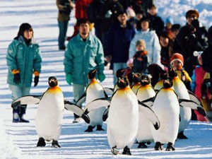 旭山動物園・ペンギンパレード