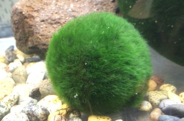 Marimo