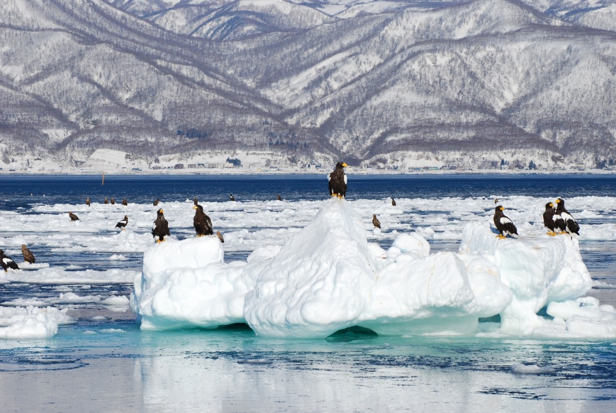 eagles on drift ice