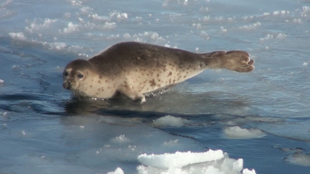 spotted seal
