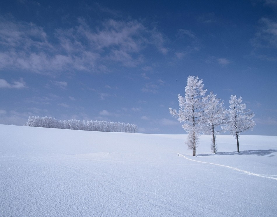 「雪の絨毯」の画像検索結果