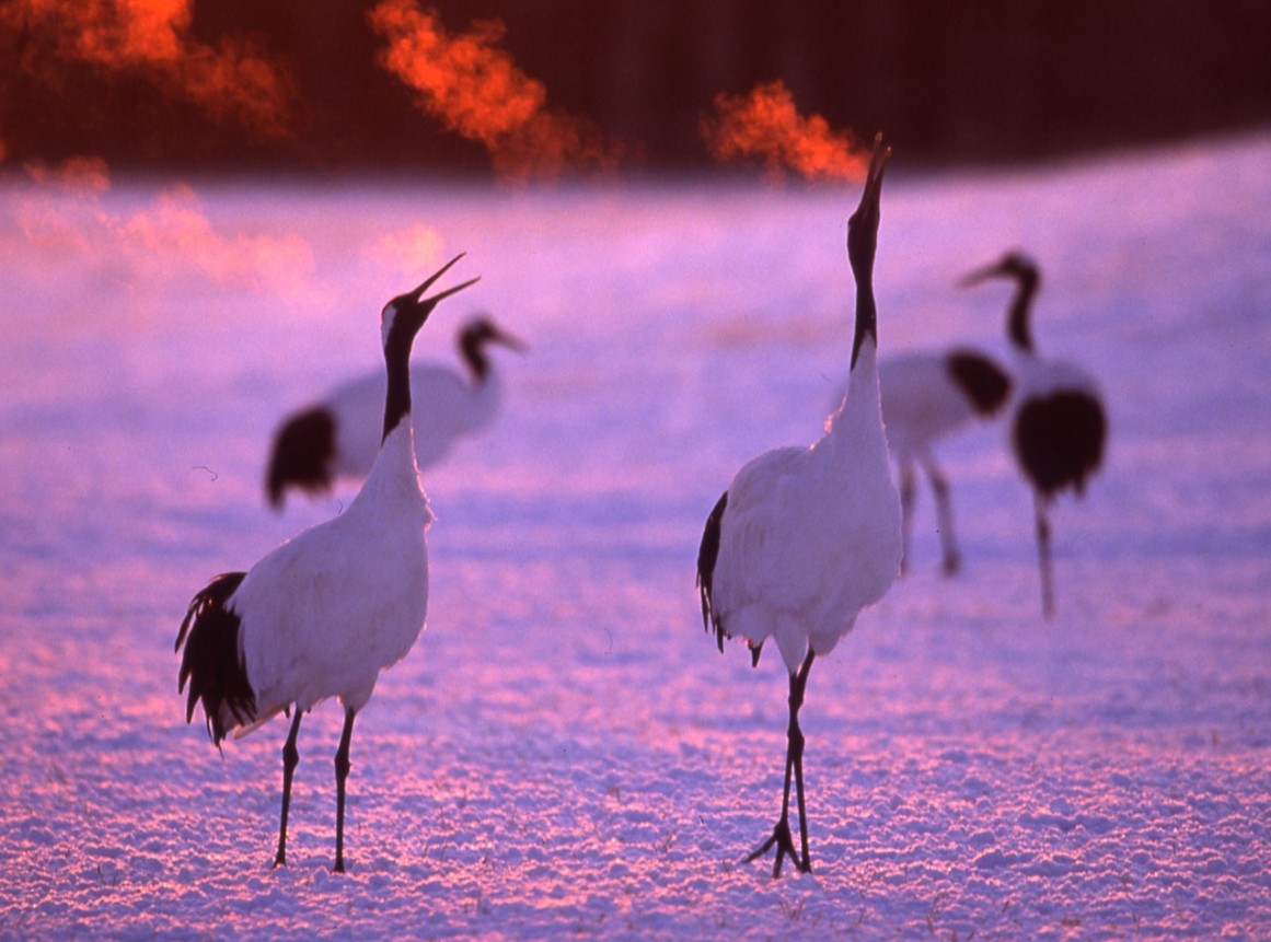 Top 10 Voted Hokkaido Sights Only Seen in Winter