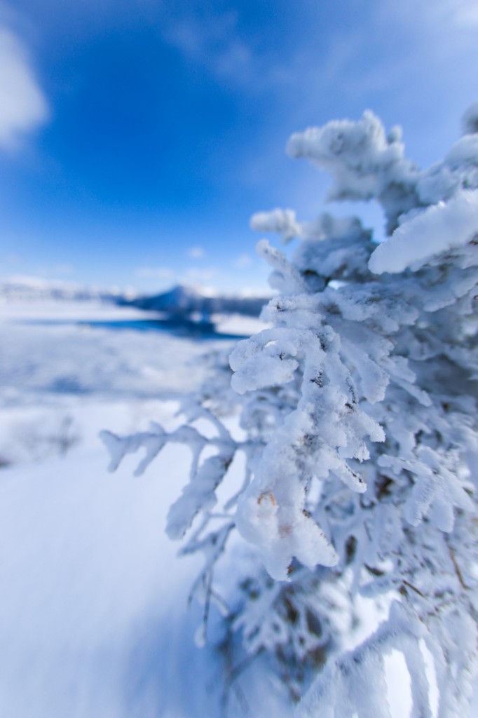 frost-covered trees of Lake Mashu