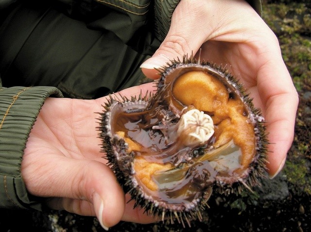 shiretoko-urchin-image