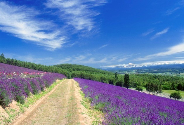 furano-lavender-top-image