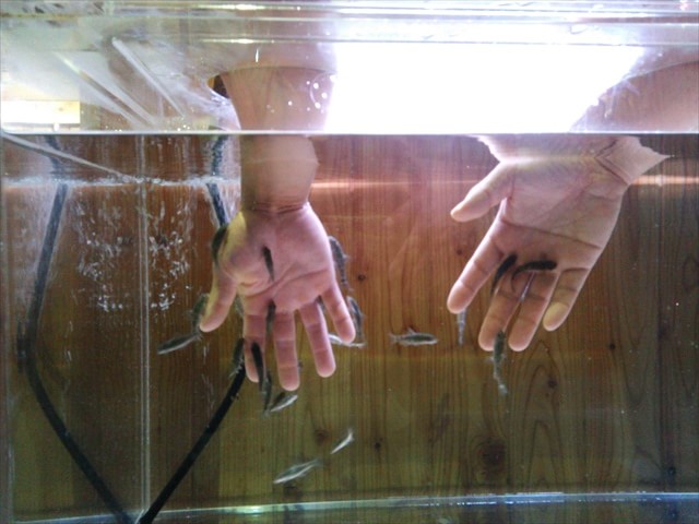 yama_no_aquarium-doctor-fish