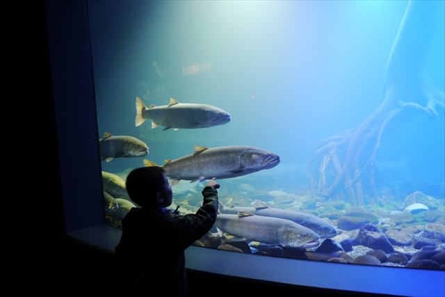 yama_no_aquarium-itou-fishes2