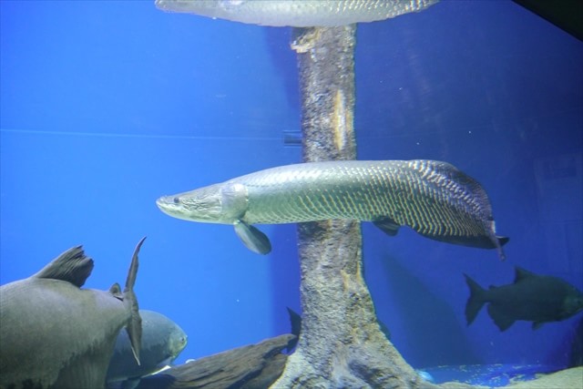 yama_no_aquarium-kimokawa-fish2