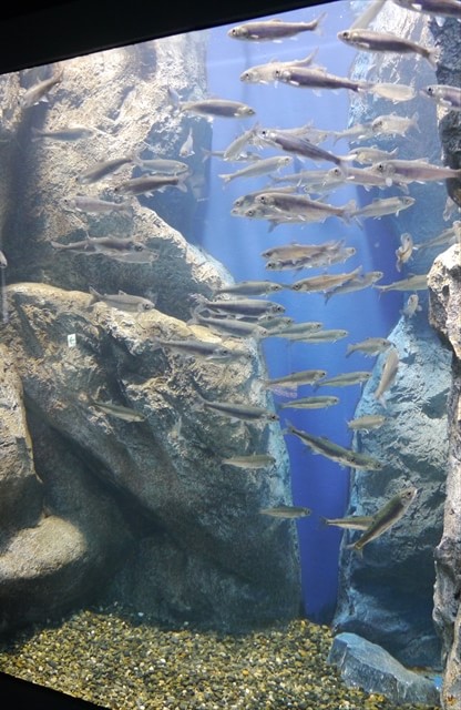 yama_no_aquarium-river-tank5