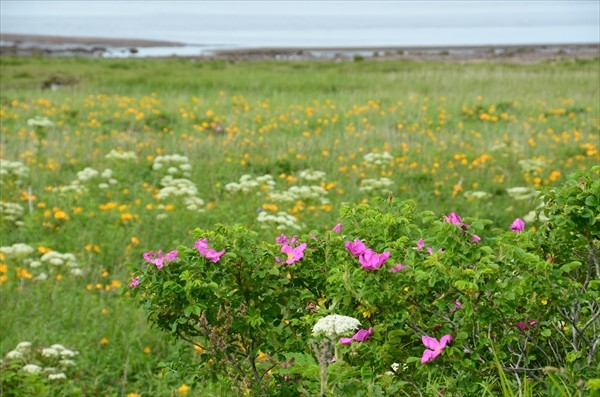 野付半島の花１