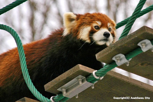 以旭山動物園爲首 7大旭川推薦觀光旭川 北海道labo