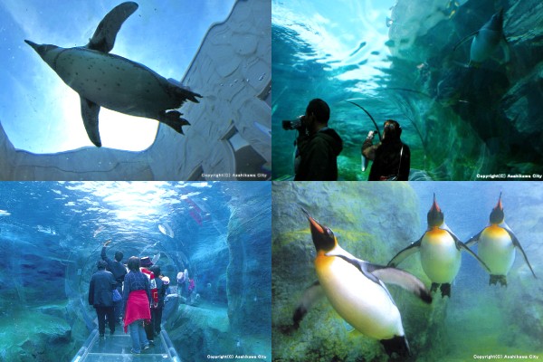 Asahiyama Zoo