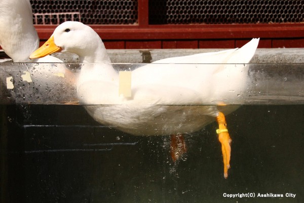 旭山動物園 注目の見どころ 旭川おすすめ観光スポット７選 北海道ラボ グルメ 自然 文化まるごと楽しむ北海道旅行ガイド