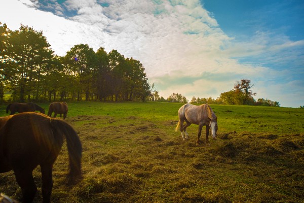 Clark Horse Garden