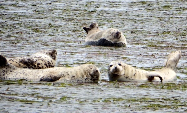 別海のアザラシ
