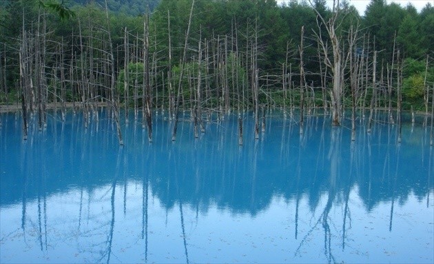 美瑛・青い池