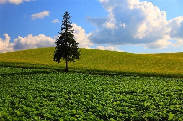 動人絕景 春至秋北海道美瑛的推薦景點 北海道labo