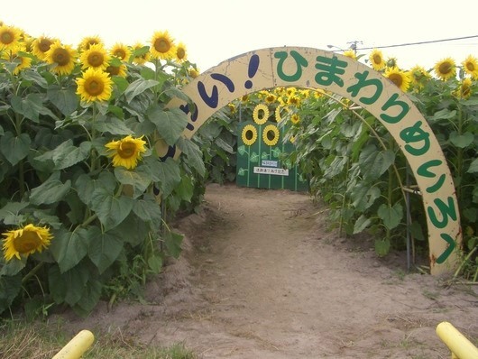 大地が黄色に輝く絶景 北海道のひまわり畑５選